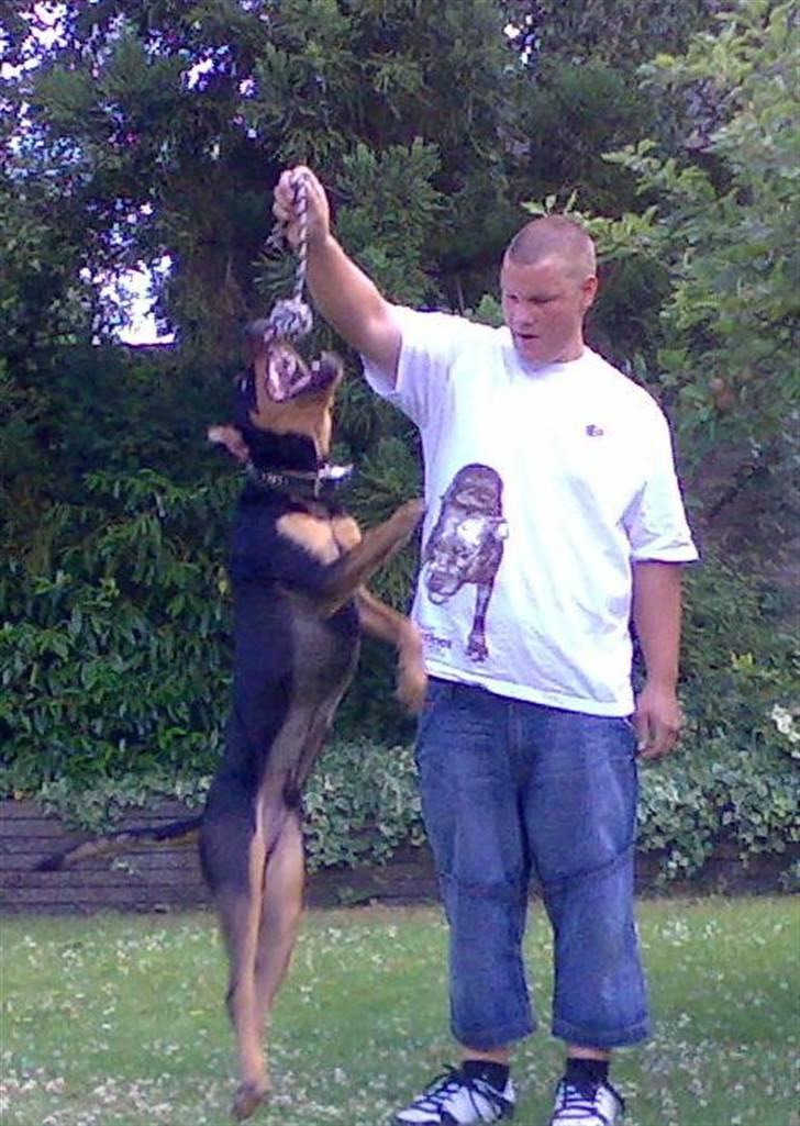 Blanding af racer  Whisky * R.I.P * billede 6