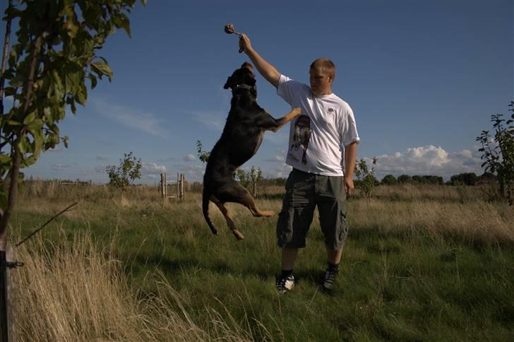 Blanding af racer  Whisky * R.I.P * billede 7