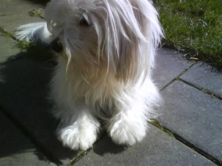 Coton de tulear '.noah.' billede 5