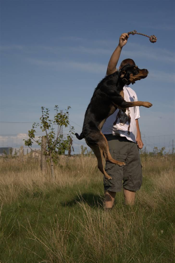 Blanding af racer  Whisky * R.I.P * billede 8