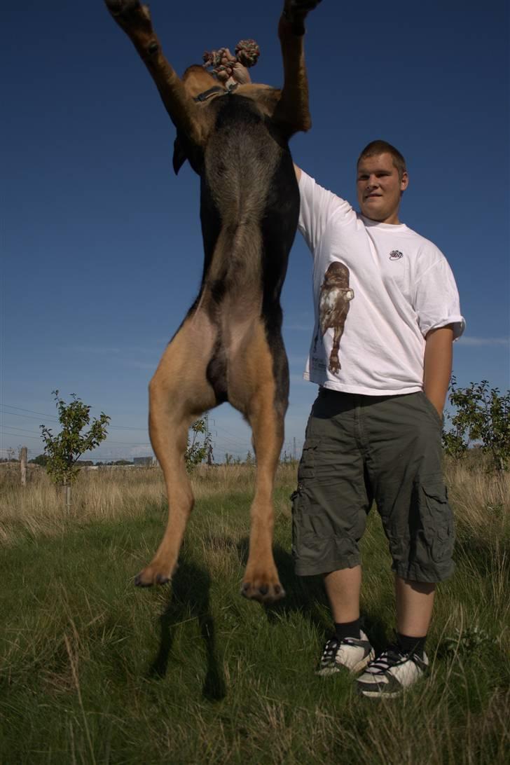 Blanding af racer  Whisky * R.I.P * billede 9