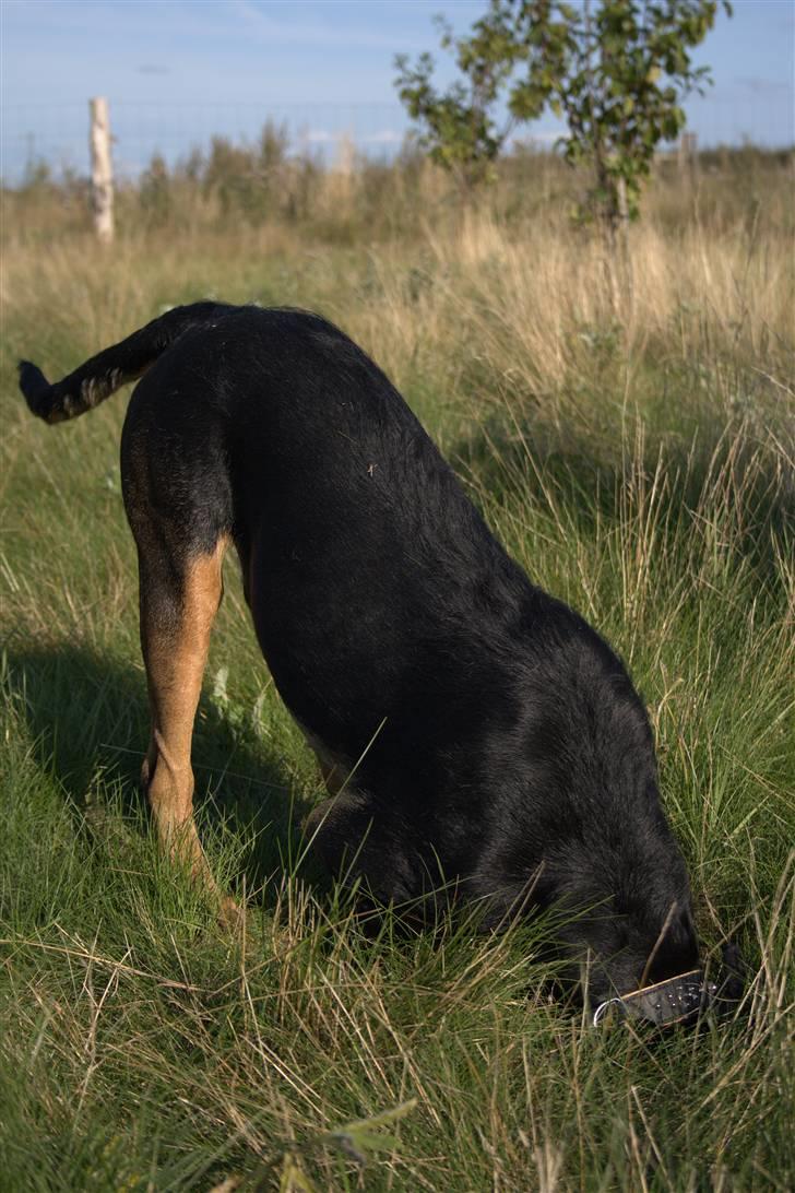 Blanding af racer  Whisky * R.I.P * - i kan ikke se mig.... billede 10