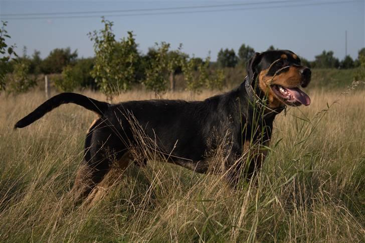 Blanding af racer  Whisky * R.I.P * billede 11