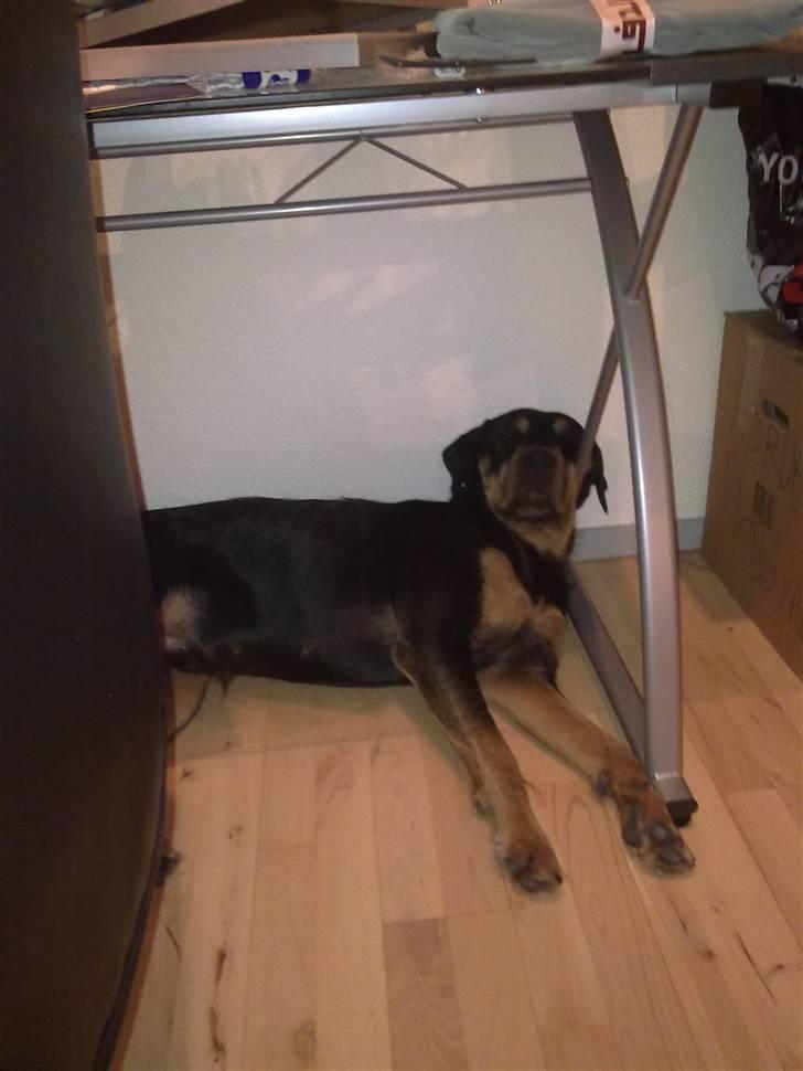 Blanding af racer  Whisky * R.I.P * billede 12