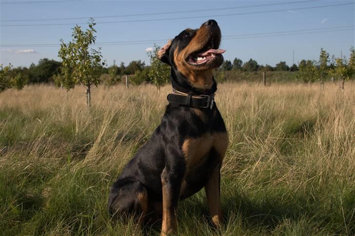 Blanding af racer  Whisky * R.I.P * billede 13