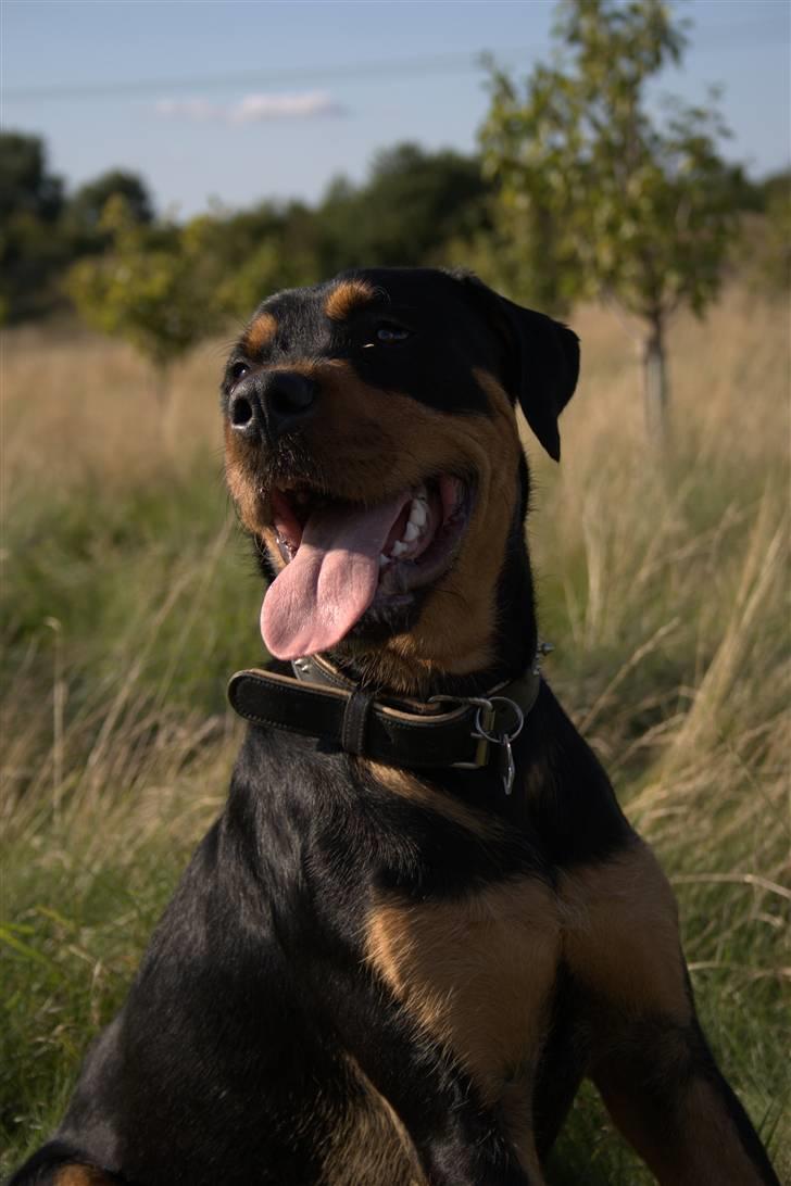 Blanding af racer  Whisky * R.I.P * billede 14