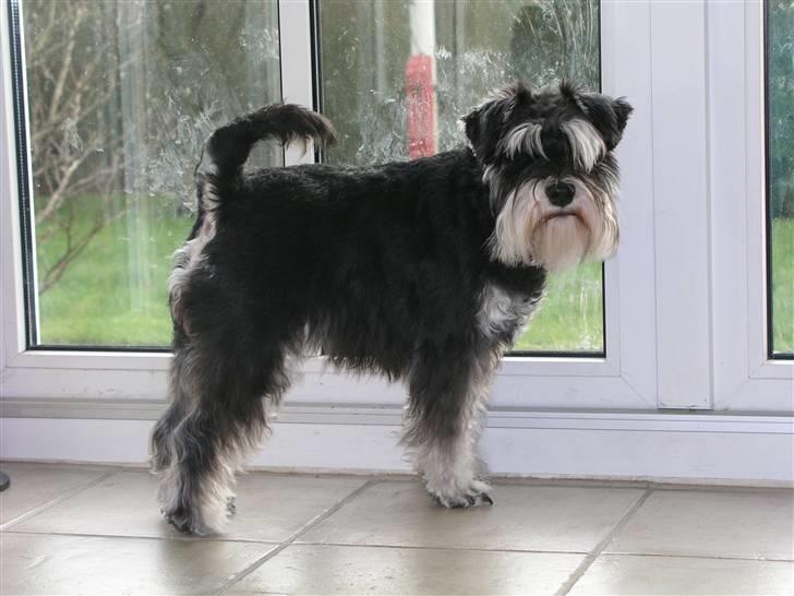 Dvaergschnauzer MOLLIE<3<3 - Kom og luk op billede 13