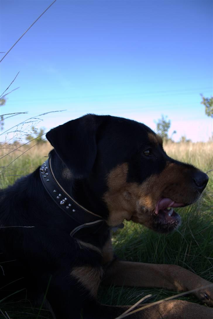 Blanding af racer  Whisky * R.I.P * billede 15