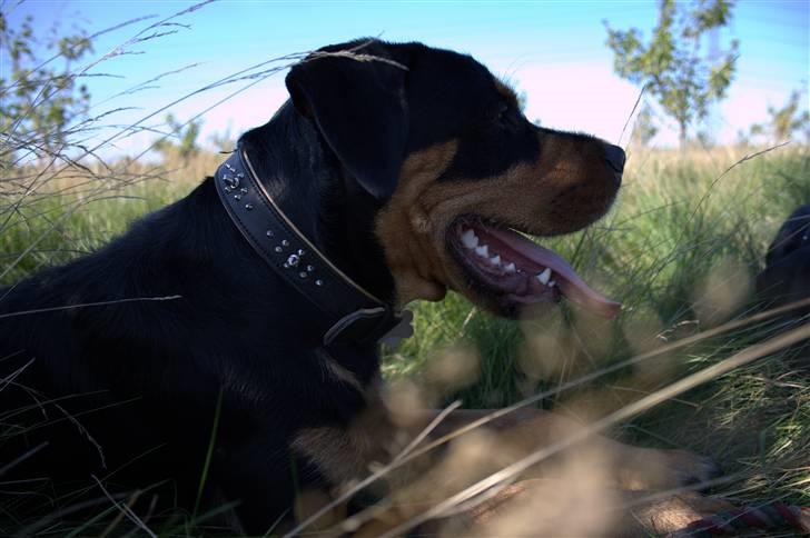 Blanding af racer  Whisky * R.I.P * billede 16