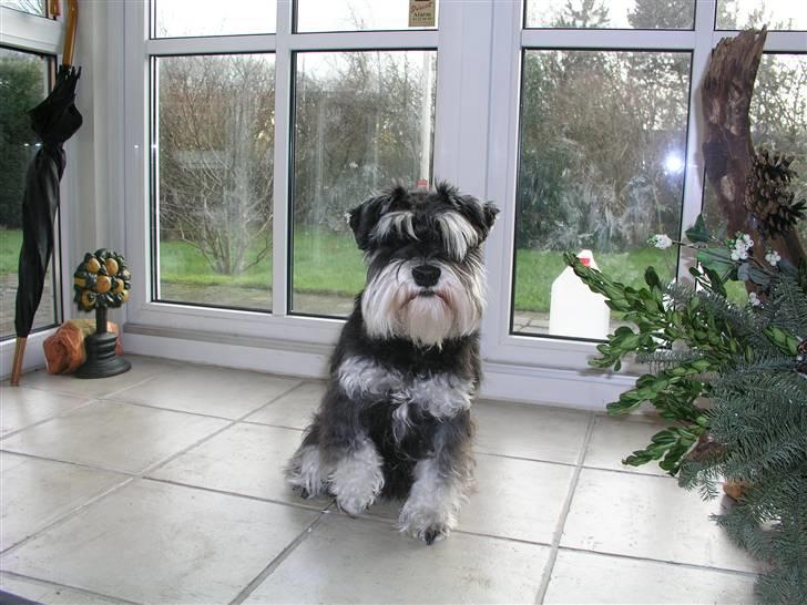 Dvaergschnauzer MOLLIE<3<3 - Hvad er det nu de siger: "Appelsiiiiiin" billede 14
