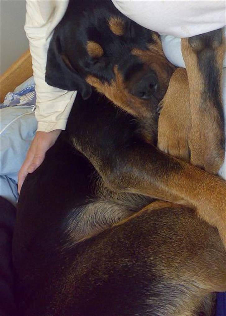 Blanding af racer  Whisky * R.I.P * billede 17