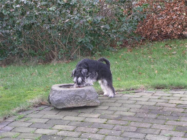 Dvaergschnauzer MOLLIE<3<3 - Dette er ikke et fuglebad - men min havevandskål..... billede 15