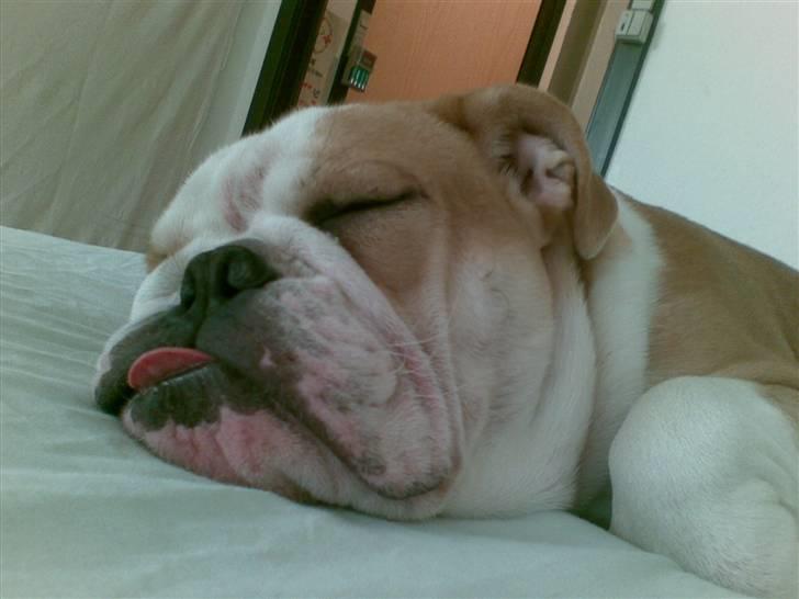 Engelsk bulldog Bonzo billede 15