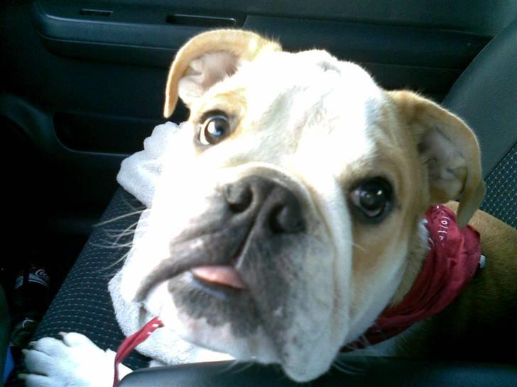 Engelsk bulldog Bonzo billede 16