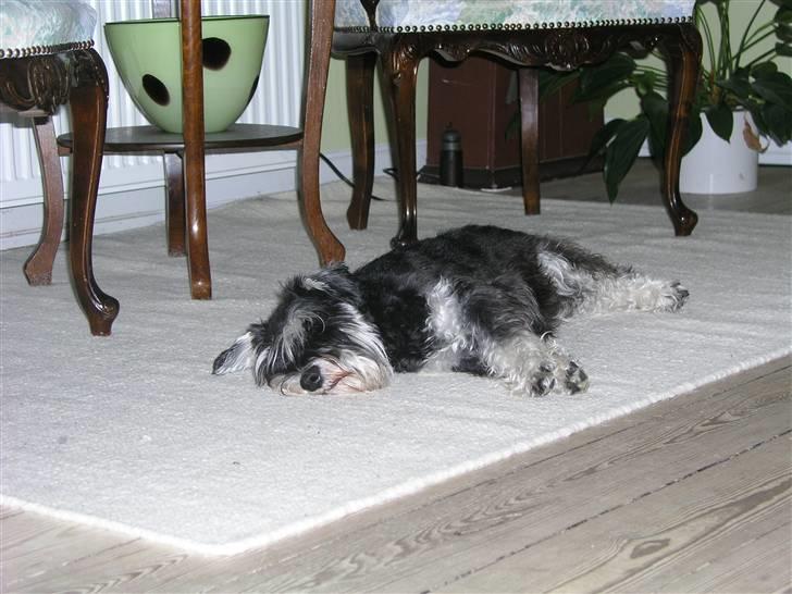 Dvaergschnauzer MOLLIE<3<3 - Ahhh - nyt tæppe billede 16