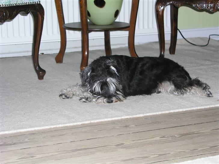 Dvaergschnauzer MOLLIE<3<3 - Jeg tror jeg bliver her lidt endnu billede 17