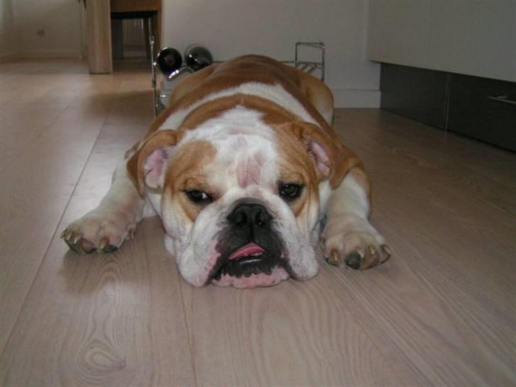 Engelsk bulldog Bonzo billede 18