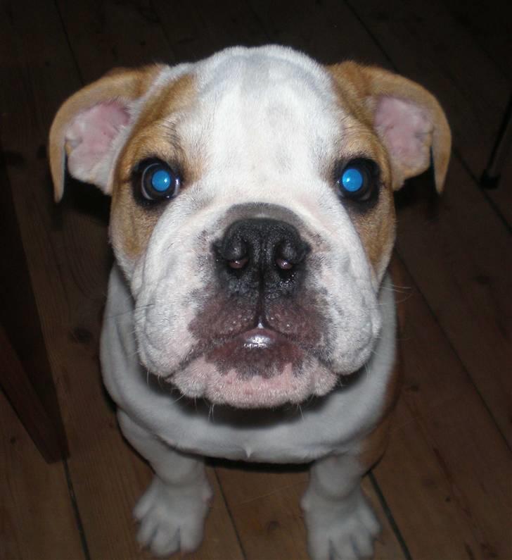 Engelsk bulldog Bonzo billede 19