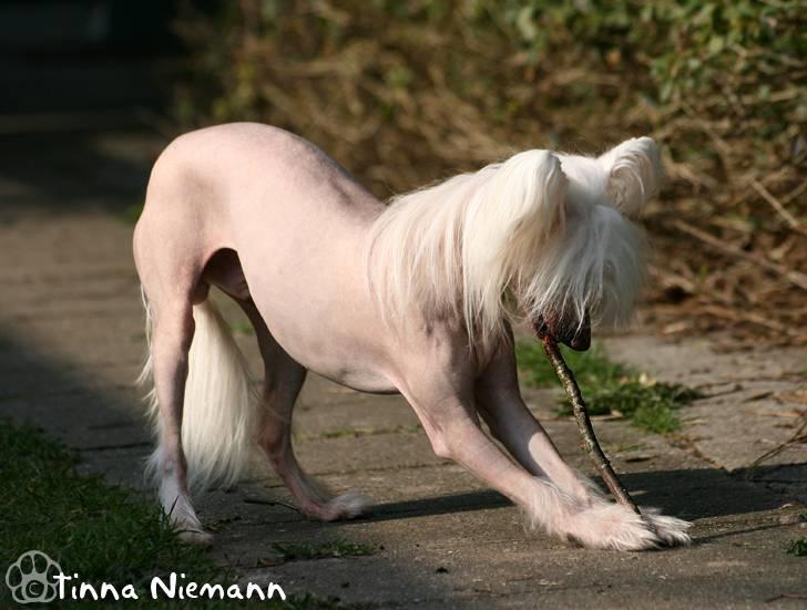Chinese crested hårløs Silas - *4. April 09* billede 25