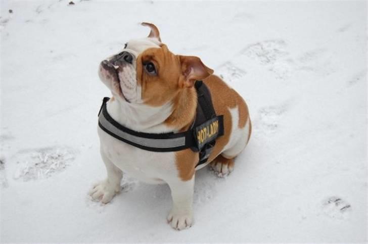 Engelsk bulldog Zoey billede 1