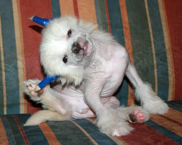 Chinese crested hårløs Silas - Silas 8 uger. Første dag jeg havde ham.  billede 27