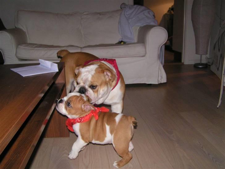 Engelsk bulldog Zoey billede 2