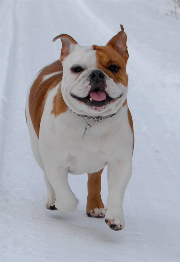Engelsk bulldog Zoey billede 3