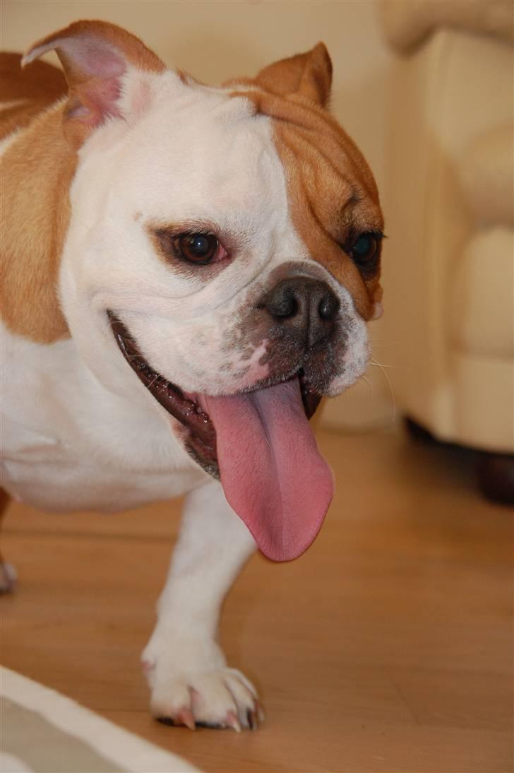 Engelsk bulldog Zoey billede 4