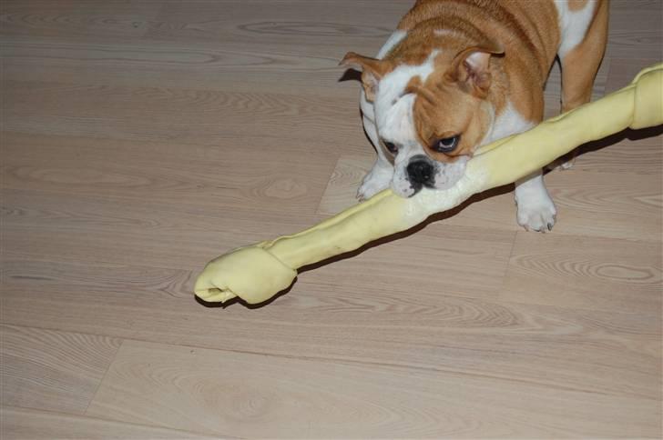 Engelsk bulldog Zoey billede 5