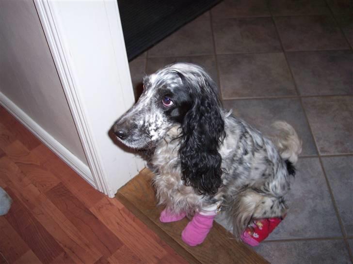 Cocker spaniel Sasha Larsen billede 1