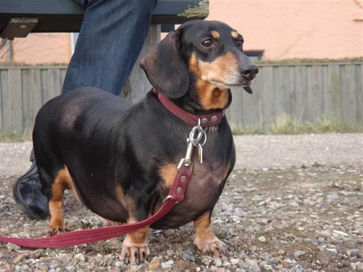 Gravhund åmosen claudia aka Emma - hejsa jeg er Emma, jeg er hund på 10 år, syne sjeg holde mig godt... kig på mine andre billeder og se hvor sød jeg er billede 1