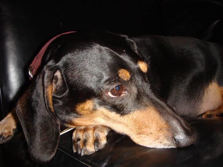 Gravhund åmosen claudia aka Emma billede 2