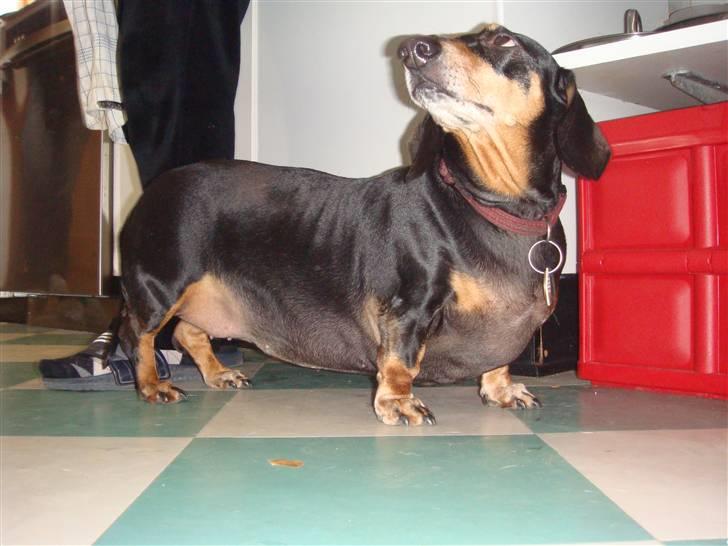 Gravhund åmosen claudia aka Emma billede 3