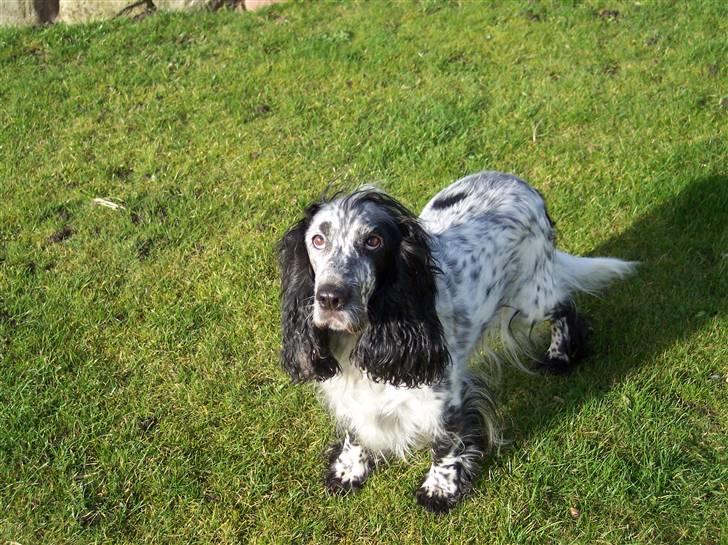 Cocker spaniel Sasha Larsen billede 2