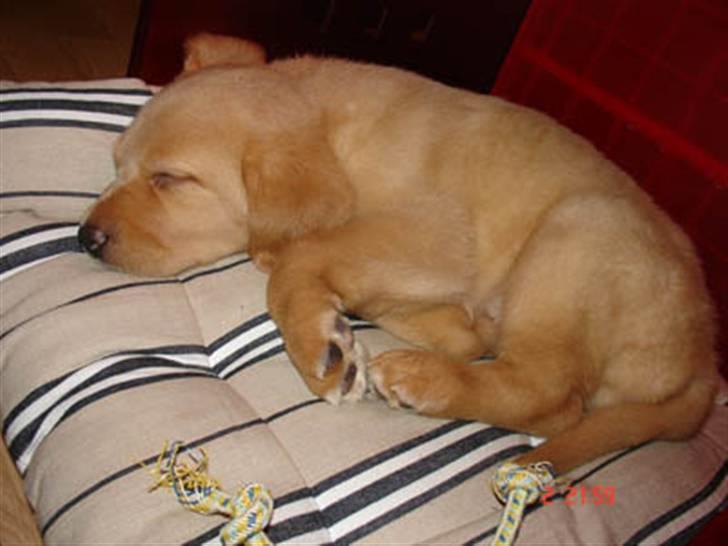 Labrador retriever Tyra - Tyras første dag hos os, træt efter køreturen. billede 10