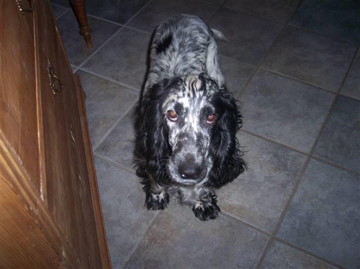 Cocker spaniel Sasha Larsen billede 3