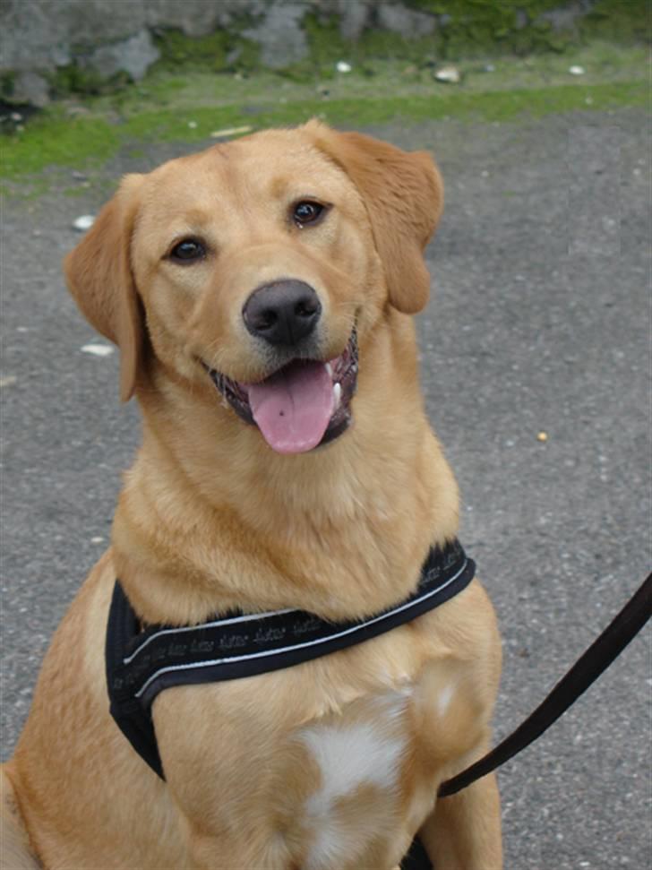 Labrador retriever Tyra - Sig appelsiin! billede 11