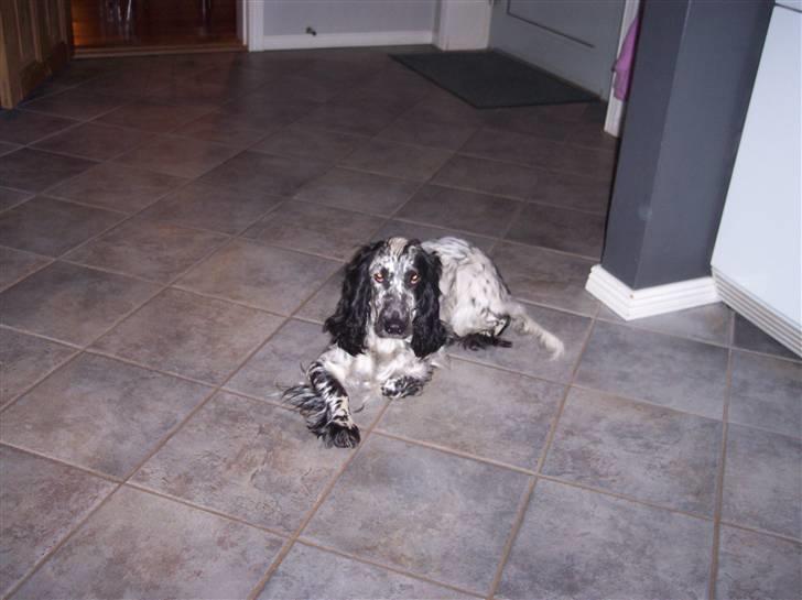 Cocker spaniel Sasha Larsen billede 4