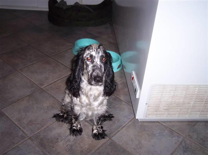 Cocker spaniel Sasha Larsen billede 5