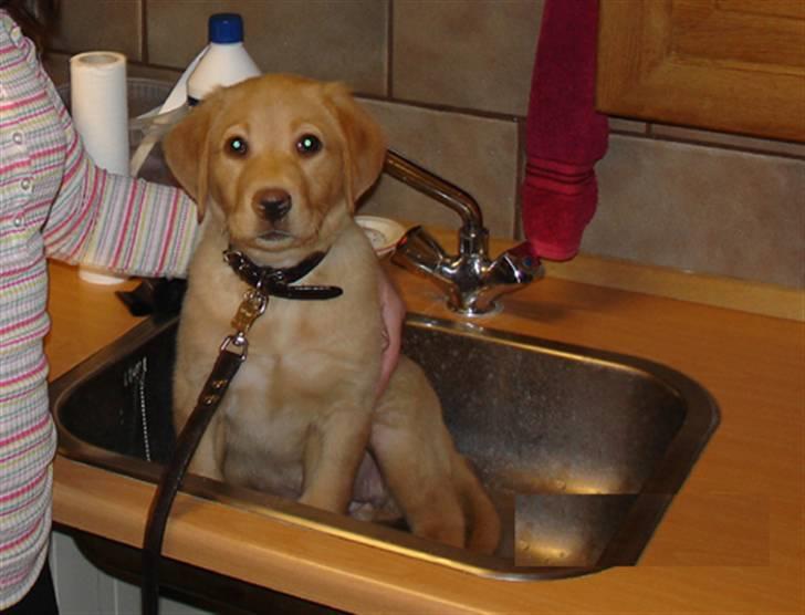 Labrador retriever Tyra - stadigvæk lille nok, til et bad i vasken. billede 13