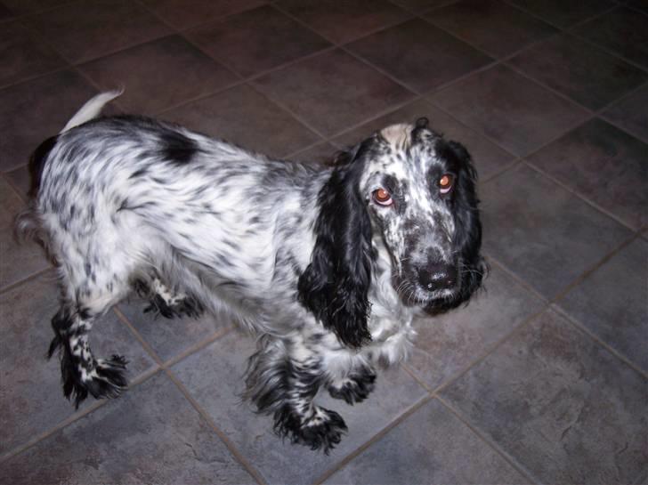 Cocker spaniel Sasha Larsen billede 6