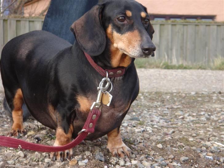 Gravhund åmosen claudia aka Emma billede 4