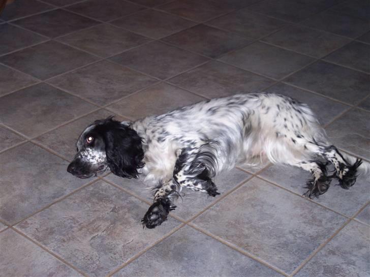 Cocker spaniel Sasha Larsen billede 7