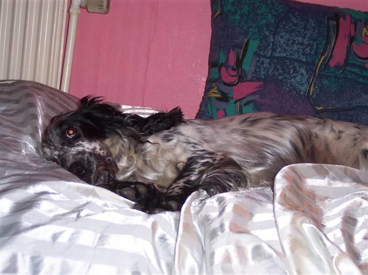 Cocker spaniel Sasha Larsen billede 9