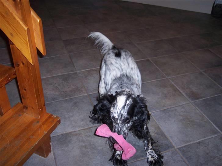 Cocker spaniel Sasha Larsen billede 10