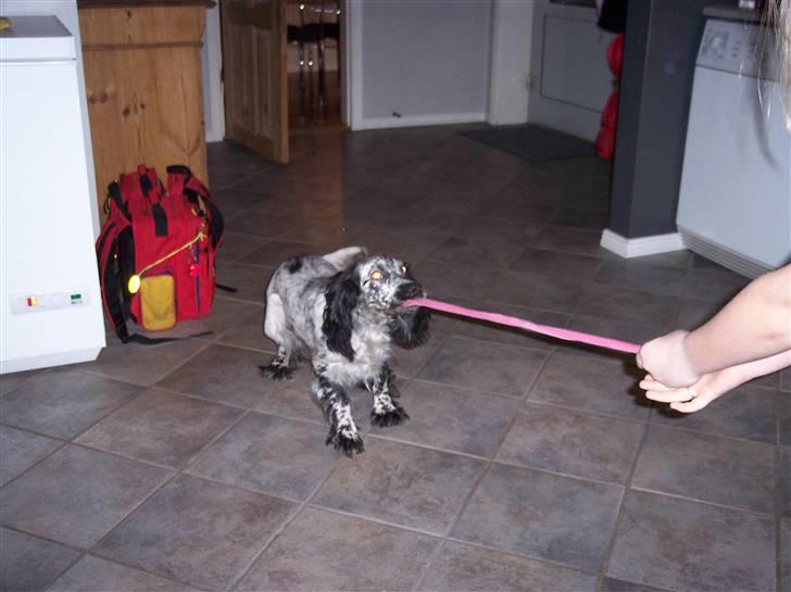 Cocker spaniel Sasha Larsen billede 11