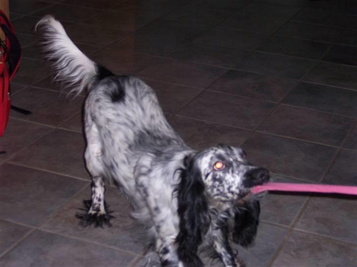 Cocker spaniel Sasha Larsen billede 12