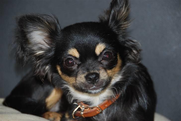 Chihuahua Bella - Jeg kan også sidde stille  billede 1