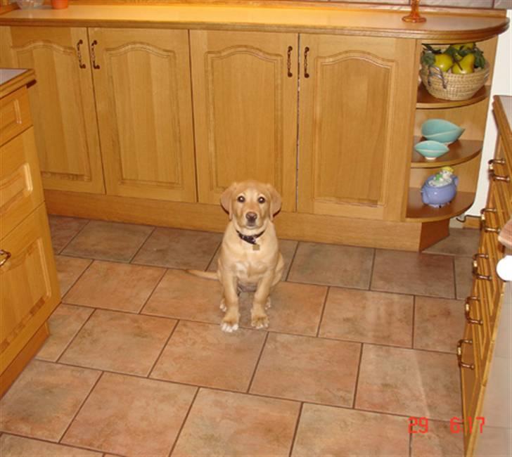 Labrador retriever Tyra - kun seks måneder, men ved godt at køkkenet er der adgang forbudt. billede 14