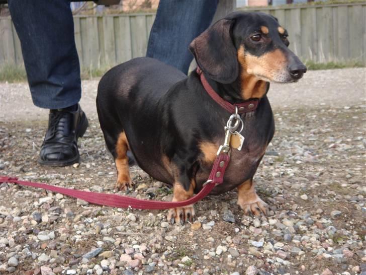 Gravhund åmosen claudia aka Emma billede 5